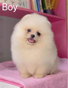 Bán Chó Pomeranian ( Phốc Sóc ) Thuần Chủng Số 62 - HCM - Toàn Quốc