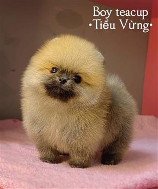 Bán Chó Pomeranian ( Phốc Sóc ) Thuần Chủng Số 63 - HCM - Toàn Quốc