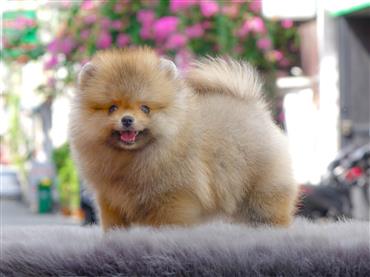 Bán Chó Pomeranian ( Phốc Sóc ) Thuần Chủng Số 66 - HCM - Toàn Quốc