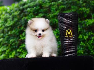 Bán Chó Pomeranian ( Phốc Sóc ) Thuần Chủng Số 71 - HCM - Toàn Quốc