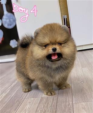 Bán Chó Pomeranian ( Phốc Sóc ) Thuần Chủng Số 76 - HCM - Toàn Quốc