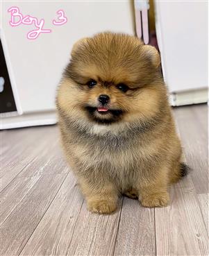 Bán Chó Pomeranian ( Phốc Sóc ) Thuần Chủng Số 77 - HCM - Toàn Quốc