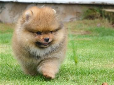 Bán Chó Pomeranian ( Phốc Sóc ) Thuần Chủng Số 81 - HCM - Toàn Quốc