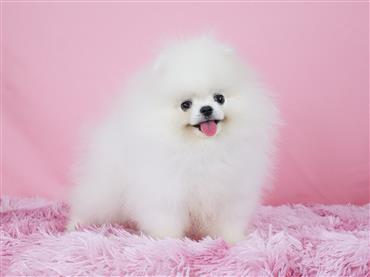 Bán Chó Pomeranian ( Phốc Sóc ) Thuần Chủng Số 82 - HCM - Toàn Quốc
