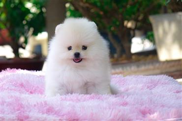 Bán Chó Pomeranian ( Phốc Sóc ) Thuần Chủng Số 83 - HCM - Toàn Quốc