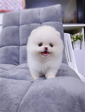 Bán Chó Pomeranian ( Phốc Sóc ) Thuần Chủng Số 84 - HCM - Toàn Quốc
