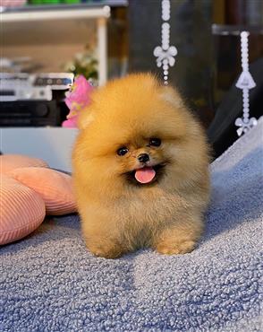 Bán Chó Pomeranian ( Phốc Sóc ) Thuần Chủng Số 85 - HCM - Toàn Quốc