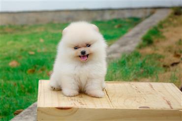 Bán Chó Pomeranian ( Phốc Sóc ) Thuần Chủng Số 87 - HCM - Toàn Quốc