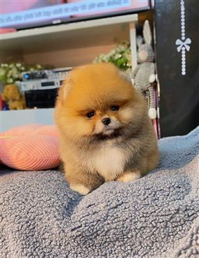 Bán Chó Pomeranian ( Phốc Sóc ) Thuần Chủng Số 89 - HCM - Toàn Quốc