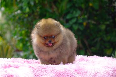 Bán Chó Pomeranian ( Phốc Sóc ) Thuần Chủng Số 92 - HCM - Toàn Quốc