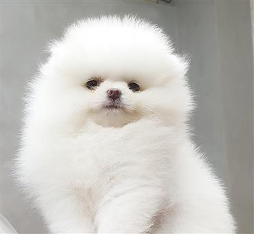 Bán Chó Pomeranian ( Phốc Sóc ) Thuần Chủng Số 1 - HCM - Toàn Quốc