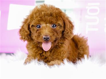 Bán Chó Poodle thuần Chủng Số 1 - HCM - Toàn Quốc