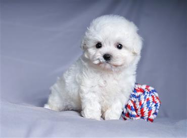 Bán Chó Poodle thuần Chủng Số 11 - HCM - Toàn Quốc