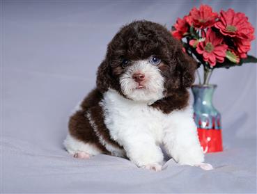 Bán Chó Poodle thuần Chủng Số 12 - HCM - Toàn Quốc