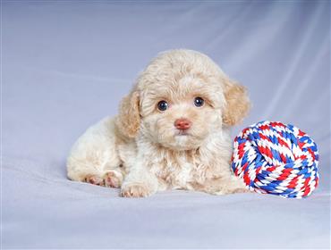 Bán Chó Poodle thuần Chủng Số 14 - HCM - Toàn Quốc