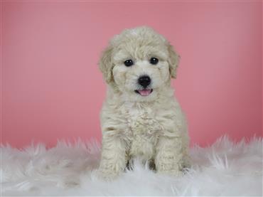 Bán Chó Poodle thuần Chủng Số 15 - HCM - Toàn Quốc