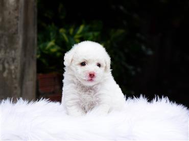 Bán Chó Poodle thuần Chủng Số 16 - HCM - Toàn Quốc