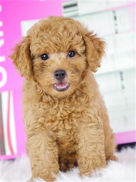 Bán Chó Poodle thuần Chủng Số 2 - HCM - Toàn Quốc