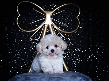 Bán Chó Poodle thuần Chủng Số 3 - HCM - Toàn Quốc