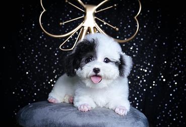 Bán Chó Poodle thuần Chủng Số 4 - HCM - Toàn Quốc