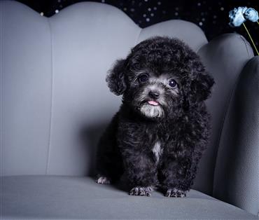 Bán Chó Poodle thuần Chủng Số 6 - HCM - Toàn Quốc