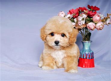 Bán Chó Poodle thuần Chủng Số 7 - HCM - Toàn Quốc