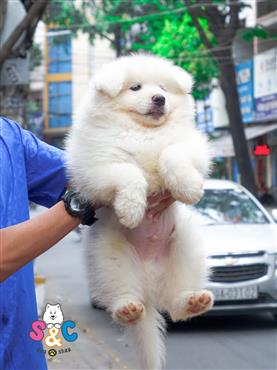 Bán Chó Samoyed Thuần Chủng Số 1 - HCM - Toàn Quốc