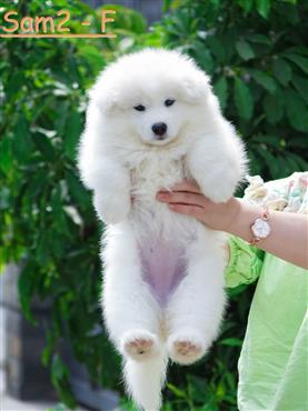 Bán Chó Samoyed Thuần Chủng Số 3 - HCM - Toàn Quốc