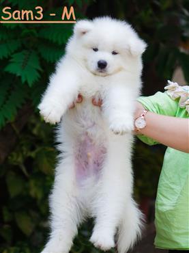 Bán Chó Samoyed Thuần Chủng Số 4 - HCM - Toàn Quốc