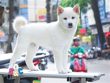 Bán Chó Shiba Inu thuần Chủng Số 1 - HCM - Toàn Quốc