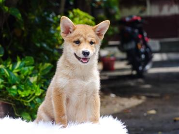 Bán Chó Shiba Inu thuần Chủng Số 10 - HCM - Toàn Quốc