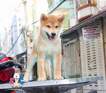 Bán Chó Shiba Inu thuần Chủng Số 2 - HCM - Toàn Quốc