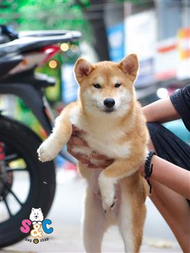 Bán Chó Shiba Inu thuần Chủng Số 3 - HCM - Toàn Quốc