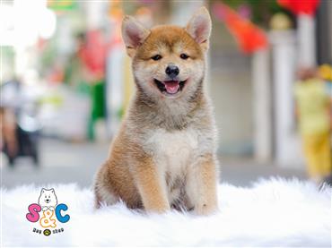 Bán Chó Shiba Inu thuần Chủng Số 5 - HCM - Toàn Quốc