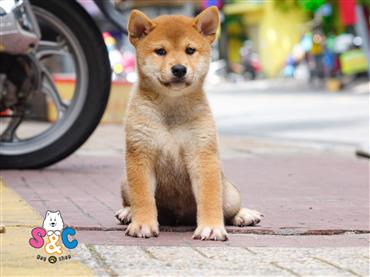 Bán Chó Shiba Inu thuần Chủng Số 6 - HCM - Toàn Quốc