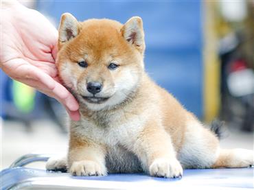 Bán Chó Shiba Inu thuần Chủng Số 7 - HCM - Toàn Quốc