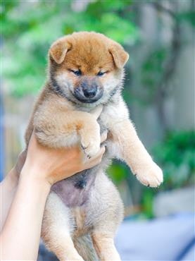 Bán Chó Shiba Inu thuần Chủng Số 9 - HCM - Toàn Quốc