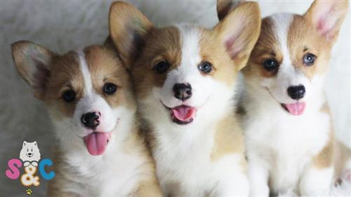 Báo Giá Thú Nuôi – Giá Chó 2018 Tại S&C Dog Shop