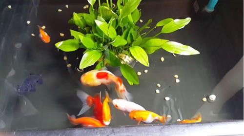 Bật mí những tiêu chí khi mua cá ranchu