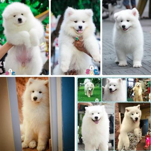 Bí quyết chăm sóc chó samoyed sinh sản