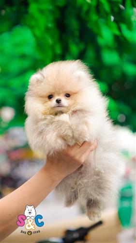 Bí quyết chọn chó phốc sóc tiêu chuẩn