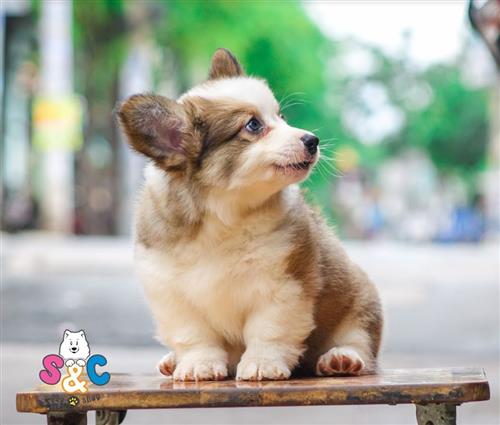 Bí quyết nhận biết giống chó Corgi