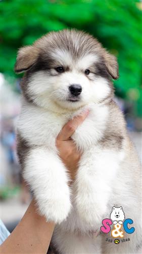 Bí quyết sở hữu chó Alaska chuẩn và đẹp