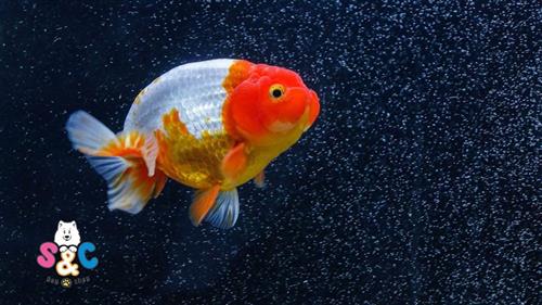 Cá kiểng Ranchu một trong “top” 6 loại cá kiểng hot nhất hiện nay