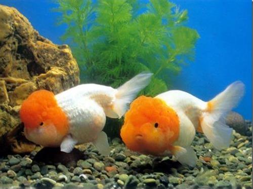 Cá kiểng Ranchu và những thông tin hữu ích về loài cá này