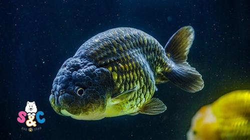 Cá Ranchu có dễ nuôi không?