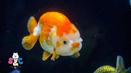 Cá Ranchu lỗi và cách xác định để tránh mua phải cá kém chất lượng