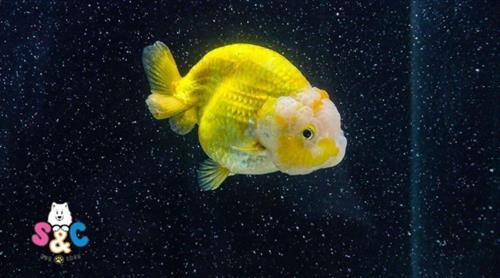 Cá Ranchu nhập có gì nổi bật? Chăm sóc chúng như thế nào?