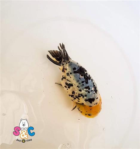 Cá vàng Ranchu Calico (Ranchu Ngũ Hoa)