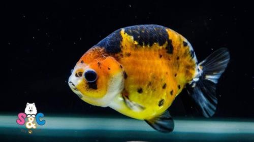 Cá vàng Ranchu giá rẻ: Tìm hiểu về giống, đặc điểm và cách nuôi